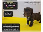 Havanese PUPPY FOR SALE ADN-842122 - Make pymtsKATRINAno interest