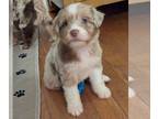 Aussiedoodle PUPPY FOR SALE ADN-842120 - Aussiedoodle Puppies Healthy and Sweet