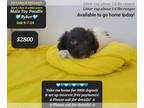 Poodle (Toy) PUPPY FOR SALE ADN-842119 - Rowenas Adorable Toy Poodles
