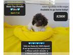 Poodle (Toy) PUPPY FOR SALE ADN-842118 - Interest free payment plan options