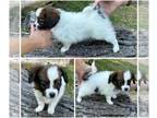 Papillon PUPPY FOR SALE ADN-842114 - Female SI4 Multi Champion pedigree
