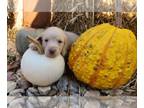 Dachshund PUPPY FOR SALE ADN-842099 - MALE MINI DACHSHUND CREAM LONGHAIR AKC