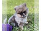 Pomeranian PUPPY FOR SALE ADN-842098 - Pomeranian Puppies 1 litter