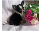 Chihuahua PUPPY FOR SALE ADN-842097 - Teacups and toys