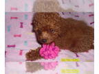 Poodle (Toy) PUPPY FOR SALE ADN-842094 - Poodle Puppy Male Red Purebred