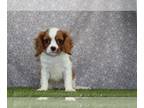 Cavalier King Charles Spaniel PUPPY FOR SALE ADN-842084 - AKC Cavalier KCS For