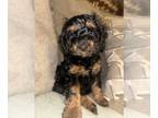 Cockapoo PUPPY FOR SALE ADN-842044 - Mini Cockapoo
