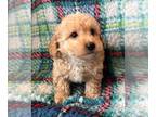 Poodle (Toy) PUPPY FOR SALE ADN-842033 - Apricot Toy Male