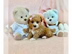Poodle (Toy) PUPPY FOR SALE ADN-842024 - Poodles ready maltese pomeranian yorkie