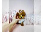 Poodle (Toy) PUPPY FOR SALE ADN-842021 - Toy Poodles