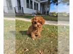 Cavapoo PUPPY FOR SALE ADN-842013 - Miniature Cavapoo