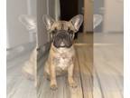 French Bulldog PUPPY FOR SALE ADN-842006 - French bulldog