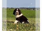 English Springer Spaniel PUPPY FOR SALE ADN-842005 - English Springer Spaniel