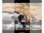 Bluetick Coonhound PUPPY FOR SALE ADN-842002 - Blue tick pup