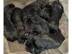 Schnauzer (Giant) PUPPY FOR SALE ADN-842000 - Giant Schnauzer Puppies