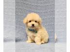 Poodle (Toy) PUPPY FOR SALE ADN-841998 - CKC TOY POODLE
