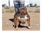 American Bully PUPPY FOR SALE ADN-841996 - XL American Bully puppies
