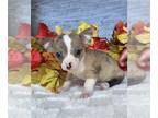 Chihuahua PUPPY FOR SALE ADN-841981 - Cuties