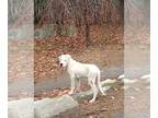 Dogo Argentino PUPPY FOR SALE ADN-841971 - Dogo argentino puppy