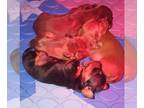 Dachshund PUPPY FOR SALE ADN-841958 - Dapple Miniature Dachshund