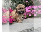 Havanese PUPPY FOR SALE ADN-841955 - Hank