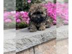 Havanese PUPPY FOR SALE ADN-841954 - Hector