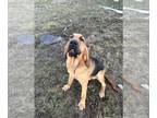 Bloodhound DOG FOR ADOPTION ADN-842031 - Willy
