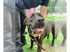 Labrador Retriever Mix DOG FOR ADOPTION RGADN-1093523 - Milo - Labrador