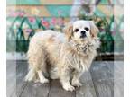 Pekingese DOG FOR ADOPTION RGADN-1093892 - Suzie - Pekingese / Cocker Spaniel