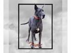 Great Dane DOG FOR ADOPTION RGADN-1094086 - Piper Feb 23 - Great Dane (medium