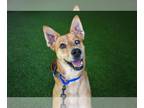 German Shepherd Dog Mix DOG FOR ADOPTION RGADN-1095024 - KING - German Shepherd