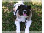 Akita Mix DOG FOR ADOPTION RGADN-1095190 - ZOEY - Akita / Mixed (medium coat)