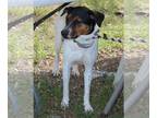 Labrador Retriever Mix DOG FOR ADOPTION RGADN-1096451 - Astrid - Australian