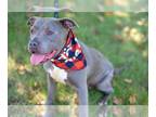 American Staffordshire Terrier DOG FOR ADOPTION RGADN-1096773 - Hercules -