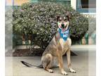 German Shepherd Dog DOG FOR ADOPTION RGADN-1097554 - Ripley - German Shepherd