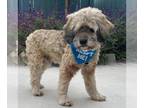 Lhasa Apso DOG FOR ADOPTION RGADN-1097654 - Osito - Lhasa Apso / Terrier Dog For