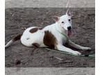 American Pit Bull Terrier-Bull Terrier Mix DOG FOR ADOPTION RGADN-1099190 -