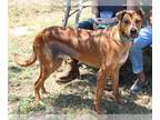 Great Dane-Rhodesian Ridgeback Mix DOG FOR ADOPTION RGADN-1099352 - Skipper -