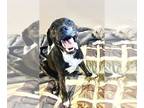 American Pit Bull Terrier Mix DOG FOR ADOPTION RGADN-1100818 - Granger -