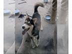 Siberian Husky DOG FOR ADOPTION RGADN-1101953 - BOBBY - Siberian Husky (medium