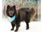 Chow Chow DOG FOR ADOPTION RGADN-1102923 - Fluffy - Chow Chow / Shepherd Dog For