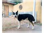 Border Collie Mix DOG FOR ADOPTION RGADN-1103974 - COOPER - Cattle Dog / Border