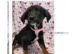Border Collie DOG FOR ADOPTION RGADN-1105206 - Gabriella - Border Collie /