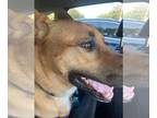 German Shepherd Dog Mix DOG FOR ADOPTION RGADN-1105350 - Beau - German Shepherd