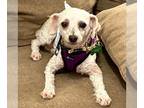 Poodle (Miniature) DOG FOR ADOPTION RGADN-1107158 - Mikey - Poodle (Miniature)