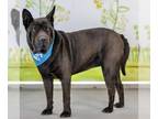 Chinese Shar-Pei DOG FOR ADOPTION RGADN-1107818 - China - Shar Pei / French