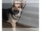 German Shepherd Dog DOG FOR ADOPTION RGADN-1176610 - Ace - German Shepherd Dog