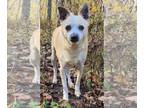 Jack Russell Terrier Mix DOG FOR ADOPTION RGADN-1177666 - Jack Jolly - Jack