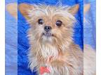 Brussels Griffon Mix DOG FOR ADOPTION RGADN-1214727 - Rocky Walworth Kramer -