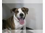Chinese Shar-Pei Mix DOG FOR ADOPTION RGADN-1215354 - Jim (Jip) - Shar Pei /